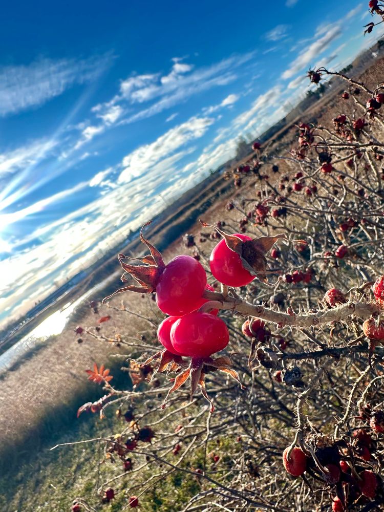 A sunlit cluster of bright red rose hips with brown grass, blue sky, and a glimpse of saltwater in the background