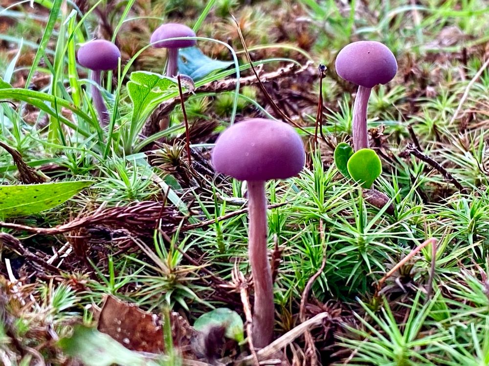 Four or so small, purple mushrooms. They have small, round, bright purple caps, and tall, slender, bright purple stems. They are growing dispersed from green mossy ground
