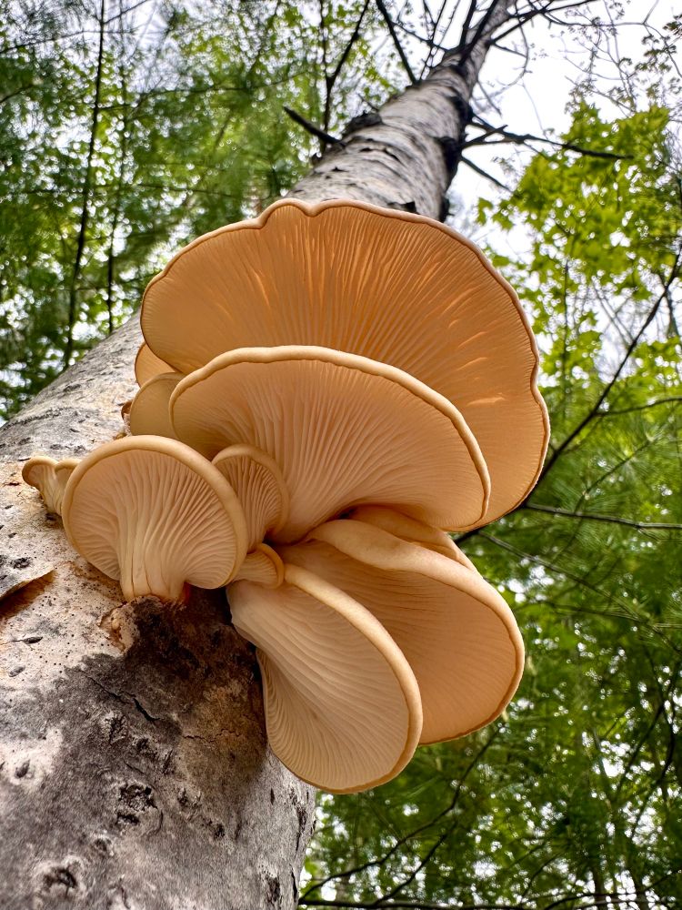 Looking up the trunk of a slender poplar tree at the perfect gills of a fresh cluster of spring oyster mushrooms