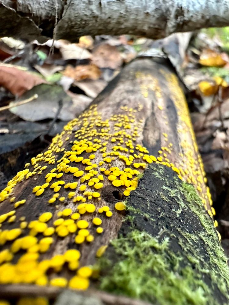 A rotten stick on the ground. Pic is taken at one end looking down the stick, near to far. It is mostly covered in many, little, bright yellow, disc-shaped fungi, with a small patch of green moss