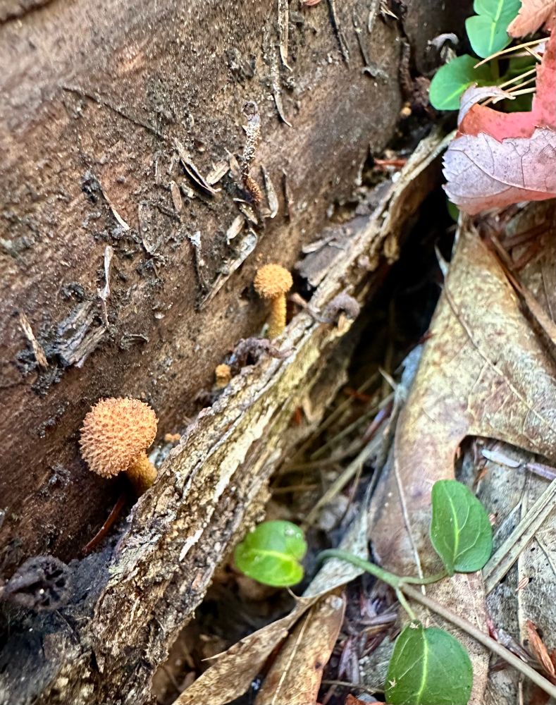 Closeup photo of a downed, rotten log. A couple tiny, spiky, orange, baby mushrooms poke out from between the log and its bark