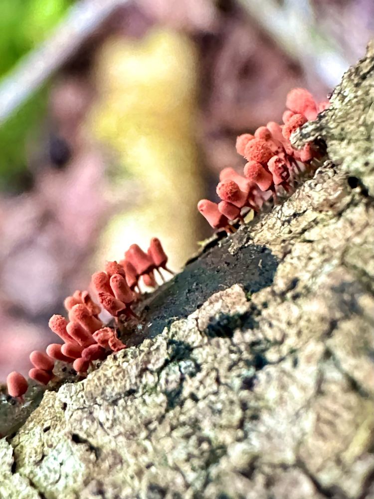 Alt text: Macro closeup of a clustered row of vibrant pink Carnival Candy Slime Mold growing along the top of a rotting stick