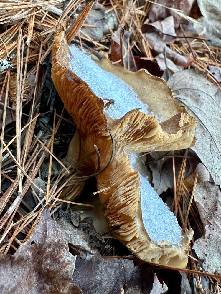 Two, brown mushrooms, huddled together for warmth, little snow caps on both their heads