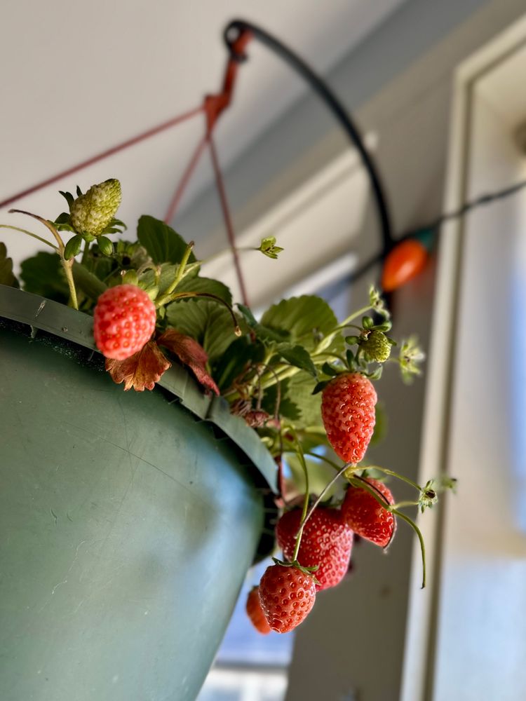 Several red strawberries growing out of a hanging basket indoors