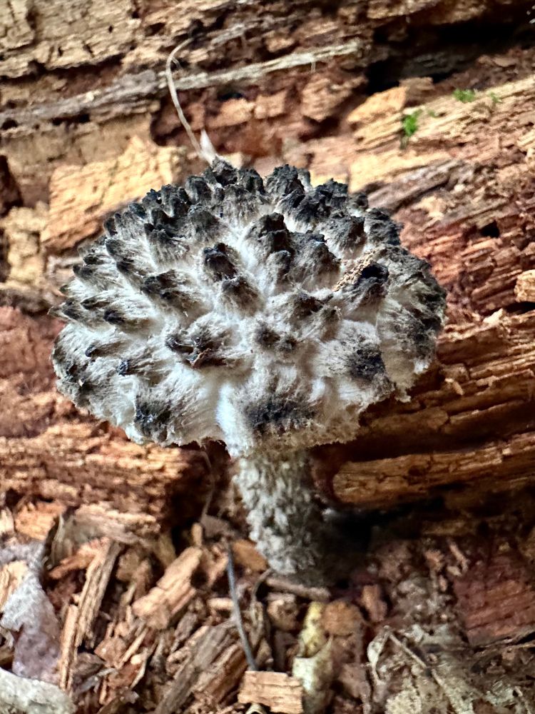 A fluffy, gray Old Man of the Woods bolete mushroom grows in front of a rotted log