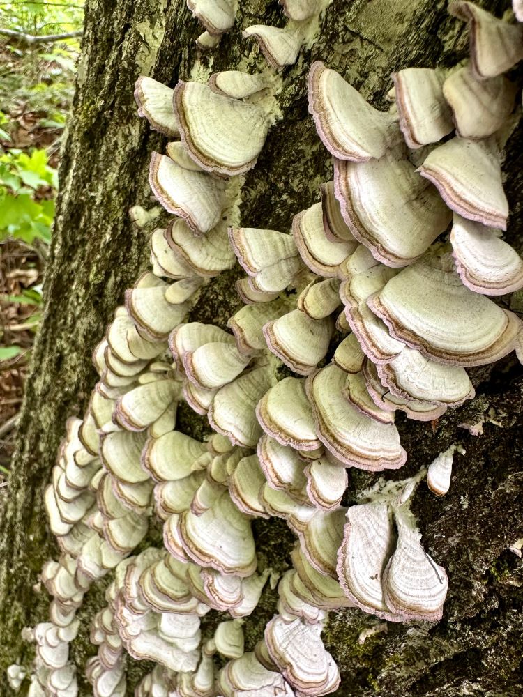 Looking down on the tops of many violet toothed polypore fungi covering the side of a tree trunk