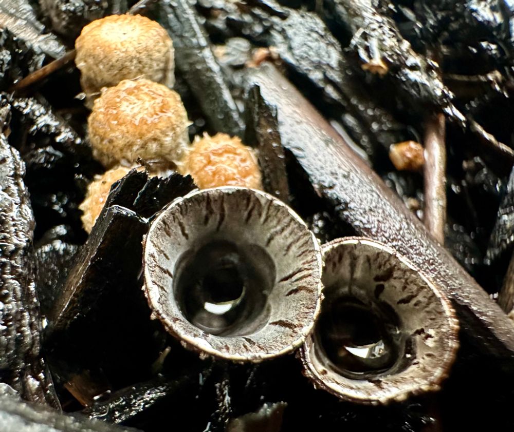 Macro closeup photo of a few Bird’s Nest fungi sans spores