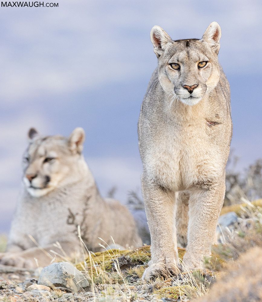 Pumas in southern Chile