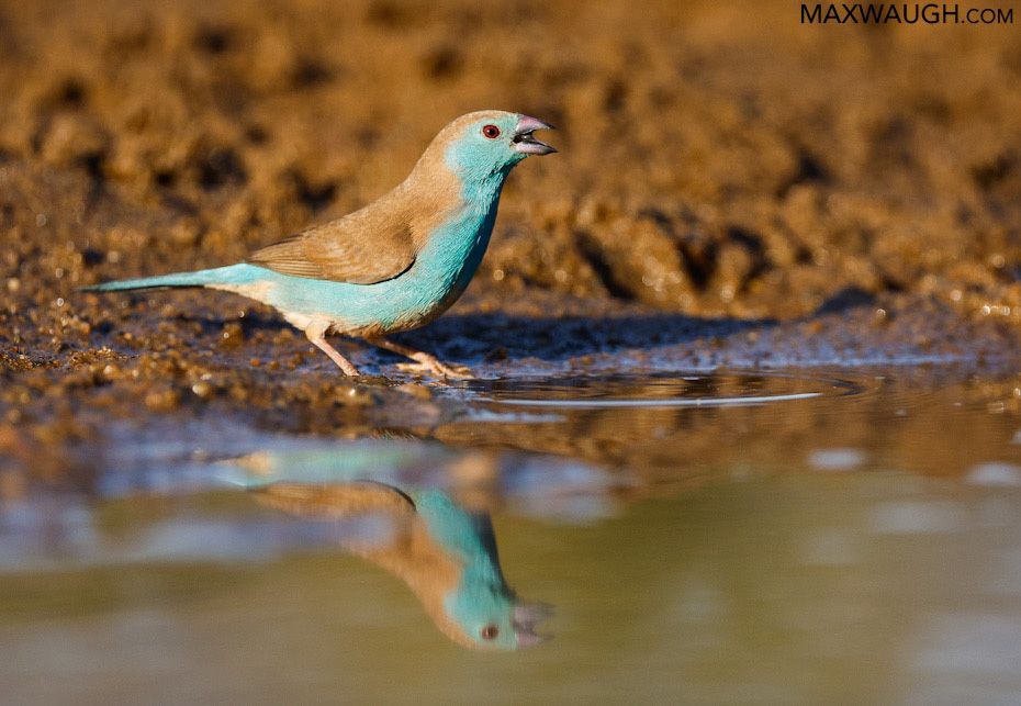 Blue Waxbill, South Africa