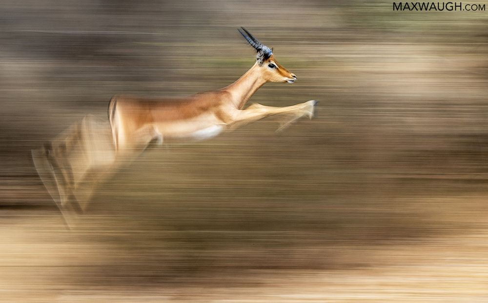 Impala leaping through the air against a blurred background in South Africa.