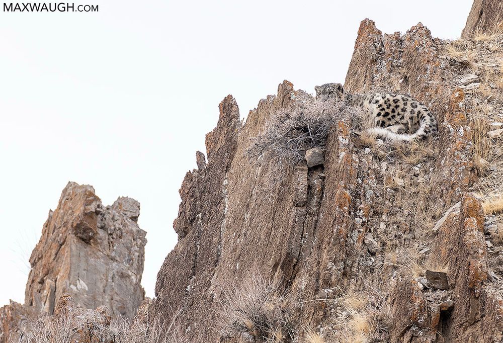 Snow leopard, Mongolia