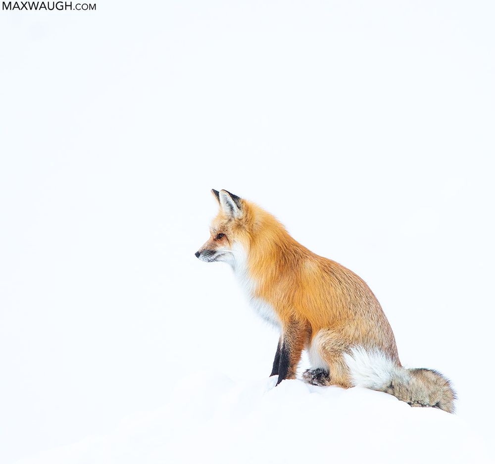 Red fox, Yellowstone