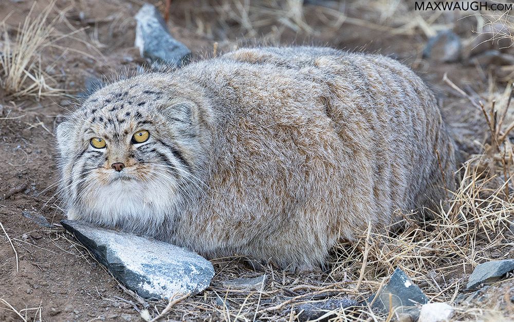 Pallas's cat, Mongolia