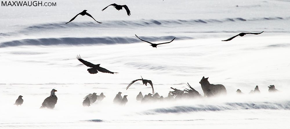 Coyote, Bald Eagle, and Common Ravens gathering at a carcass on a winter day in Yellowstone.