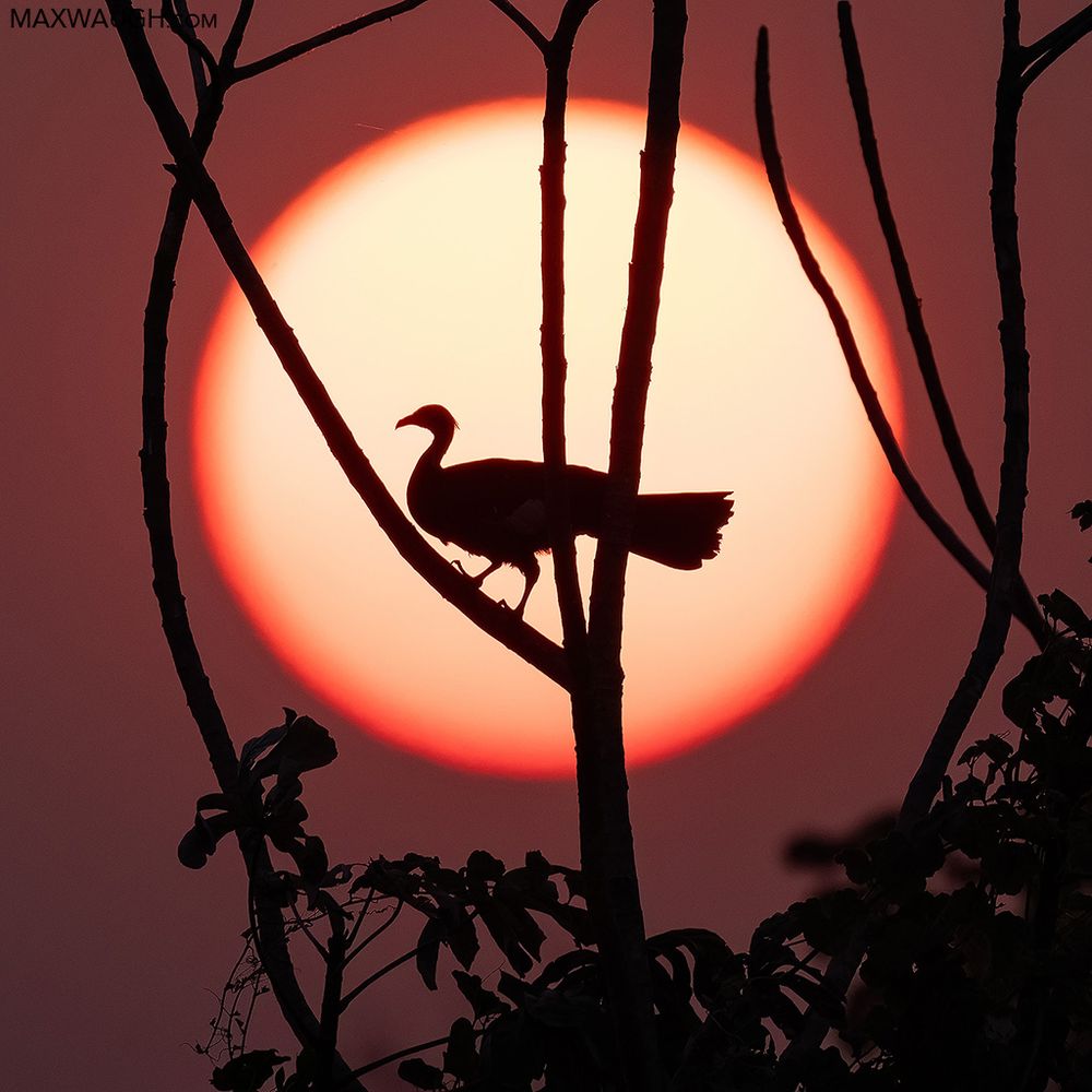 Blue-throated Piping Guan, Brazil