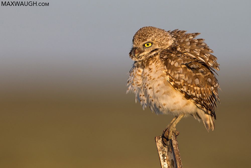 Burrowing Owl ruffling its feathers, Idaho