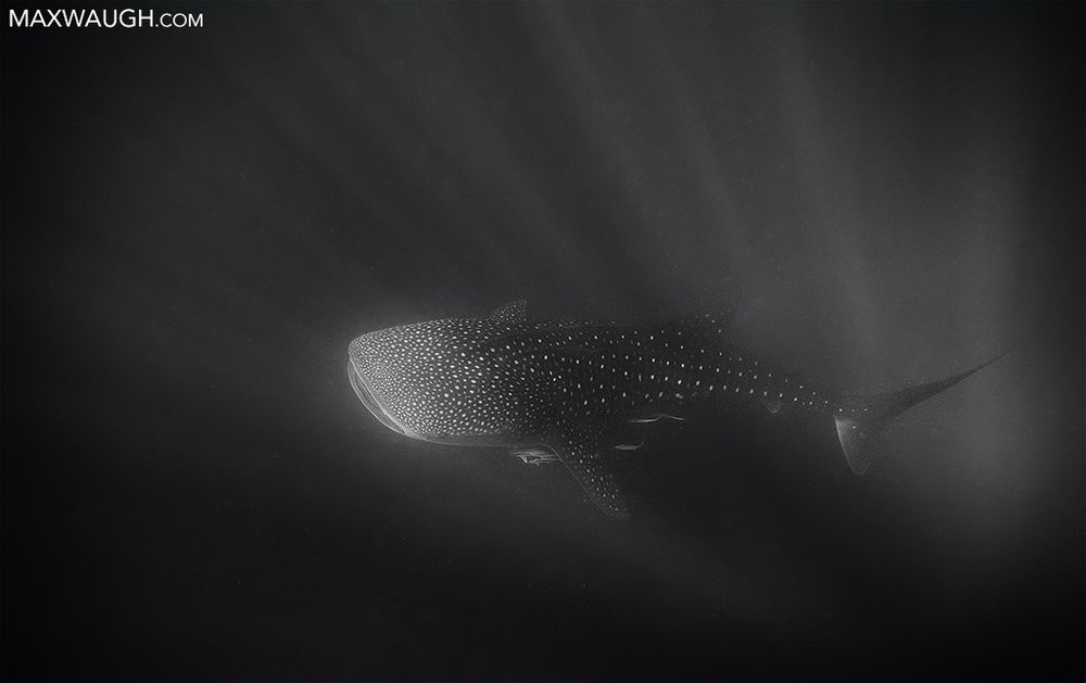 Whale shark, Australia