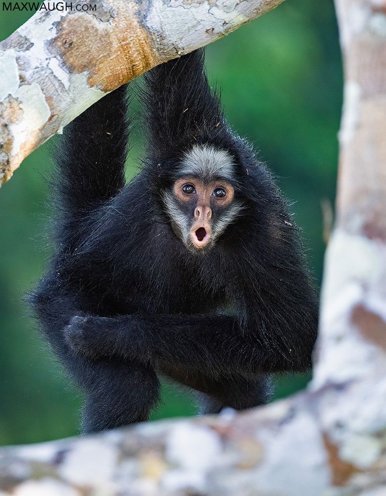 White-cheeked spider monkey, Brazilian Amazon