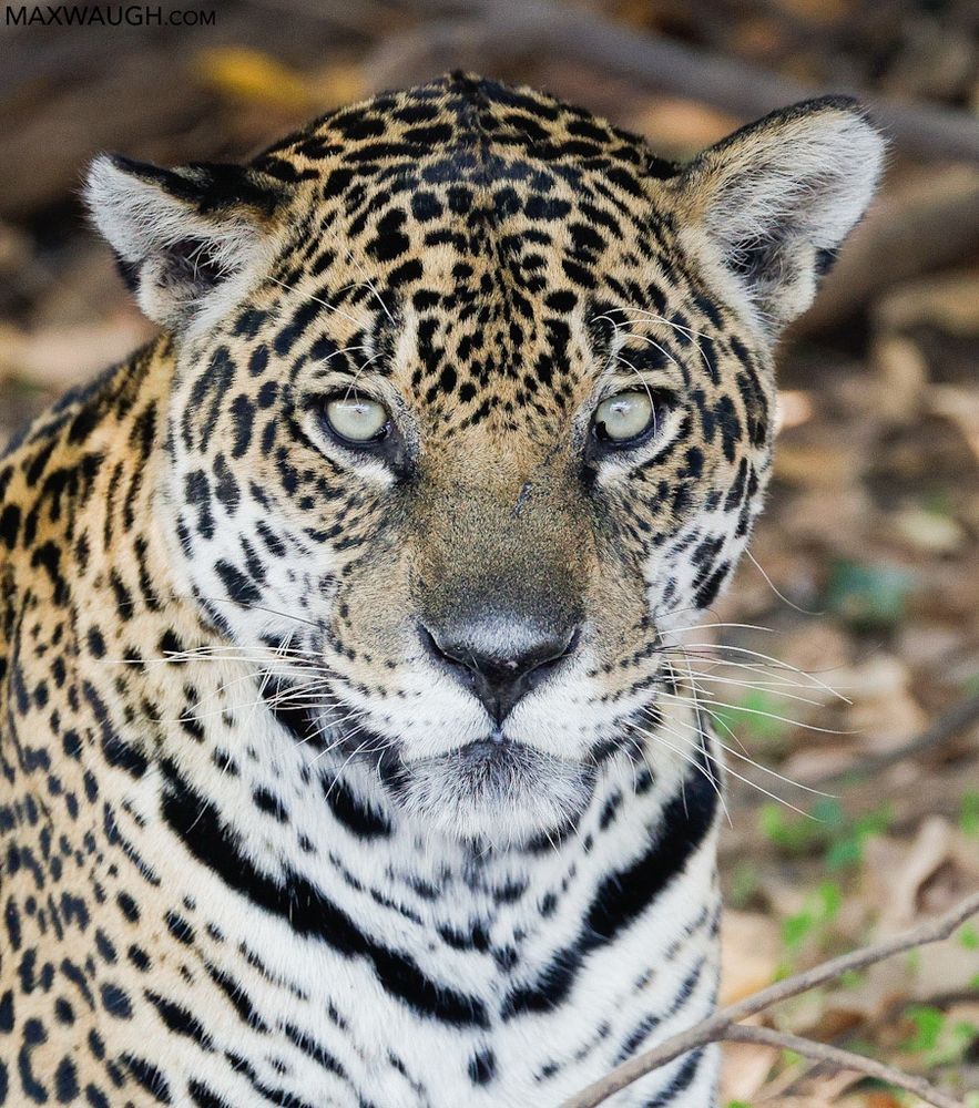 Female jaguar, Brazil