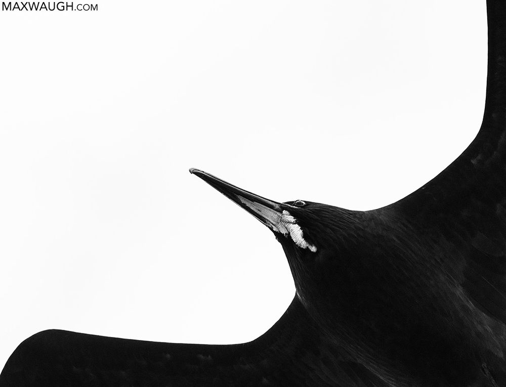 Great Frigatebird, Galapagos Islands