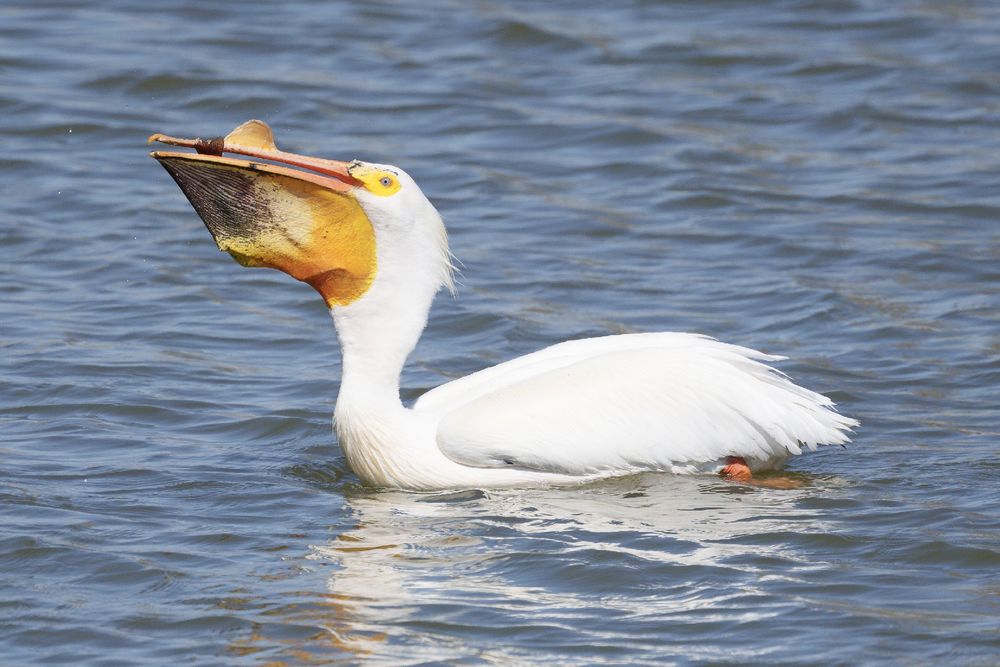 Once in the Pelican’s (gular) pouch/sac the battle isn’t over. The fish is still squirming at times, and sliding around into unfavourable positions for swallowing other times.