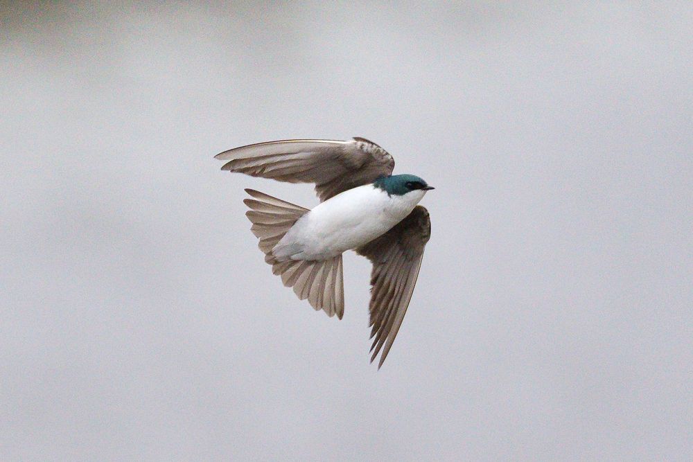 A Tree Swallow banks sharply in the air, displaying its pure white underbelly as it readies itself for another high speed pass across the surface of the pond to grab more insects.