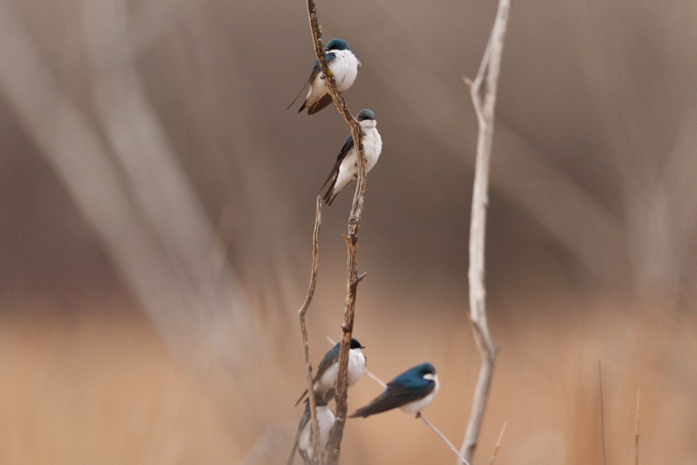Four Tree Swallows (dark blue tops, white underneath) perch on a very delicate branch.