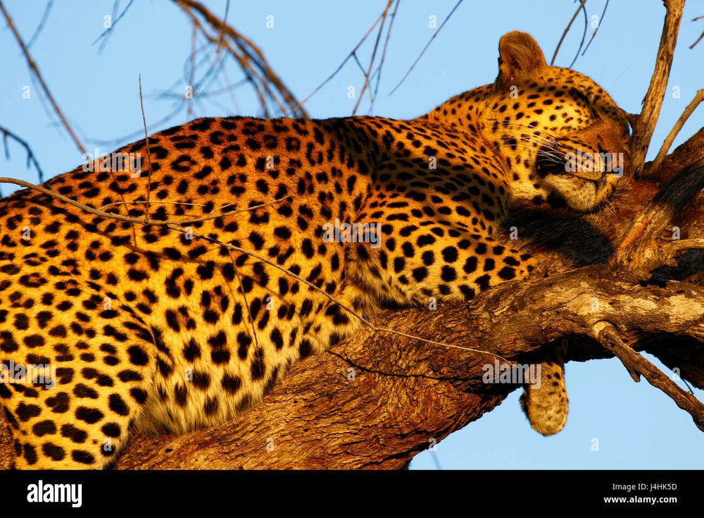A fat leopard lounging in a tree