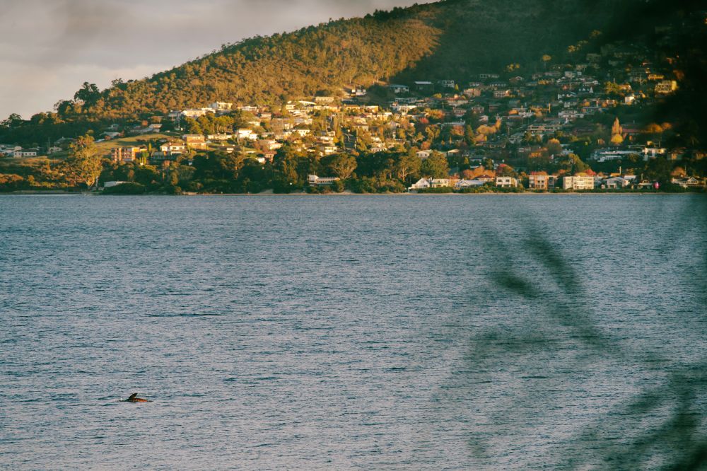 A seal flipper emerging from the water in the derwent river