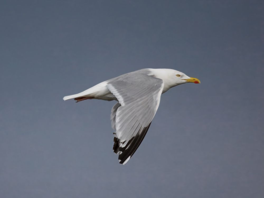 adult Herring Gull in flight