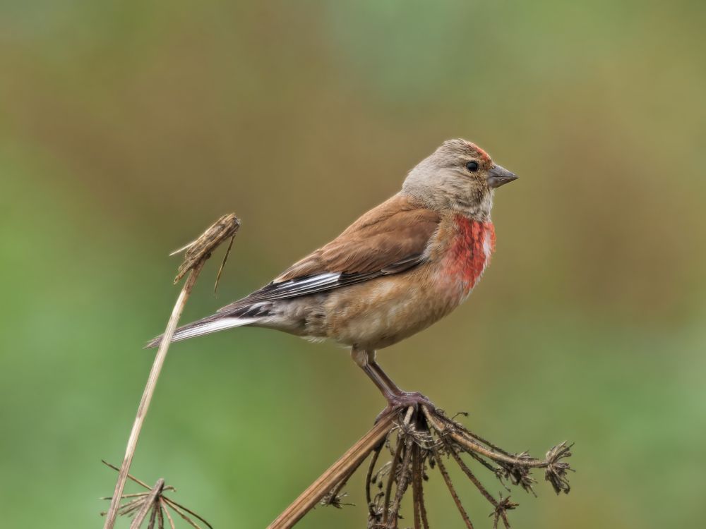 male Linnet perched