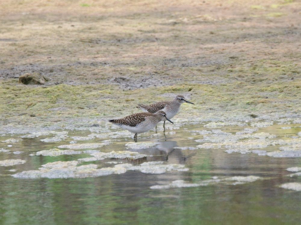 Two juvenile Wood Sandpiper on muddy edge of pool