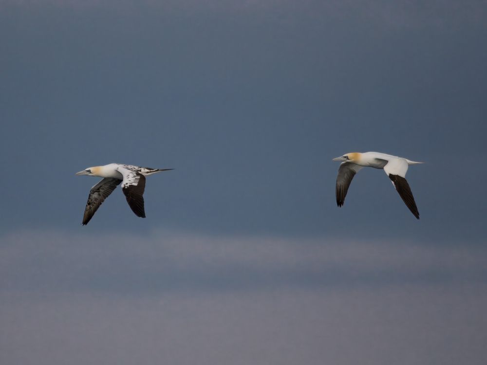 subadult and adult Gannet in flight