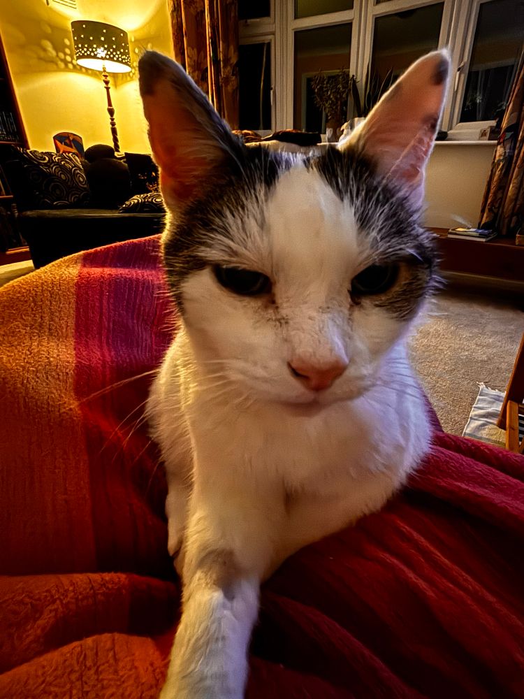 White cat with tabby splodges on face, looking towards camera and reaching out paw