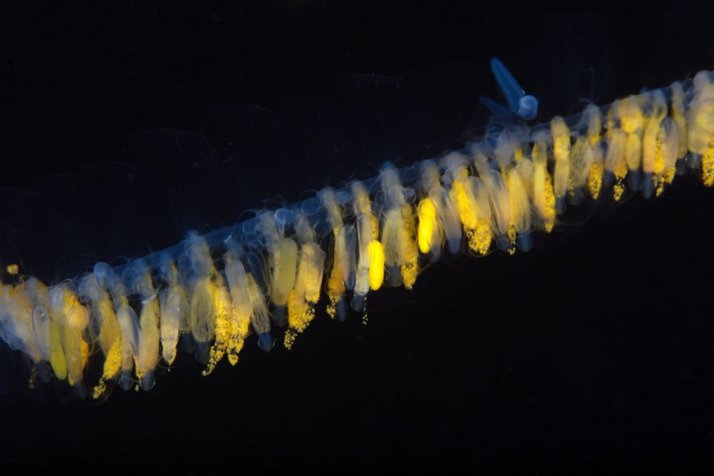 giant siphonophore in a straight line