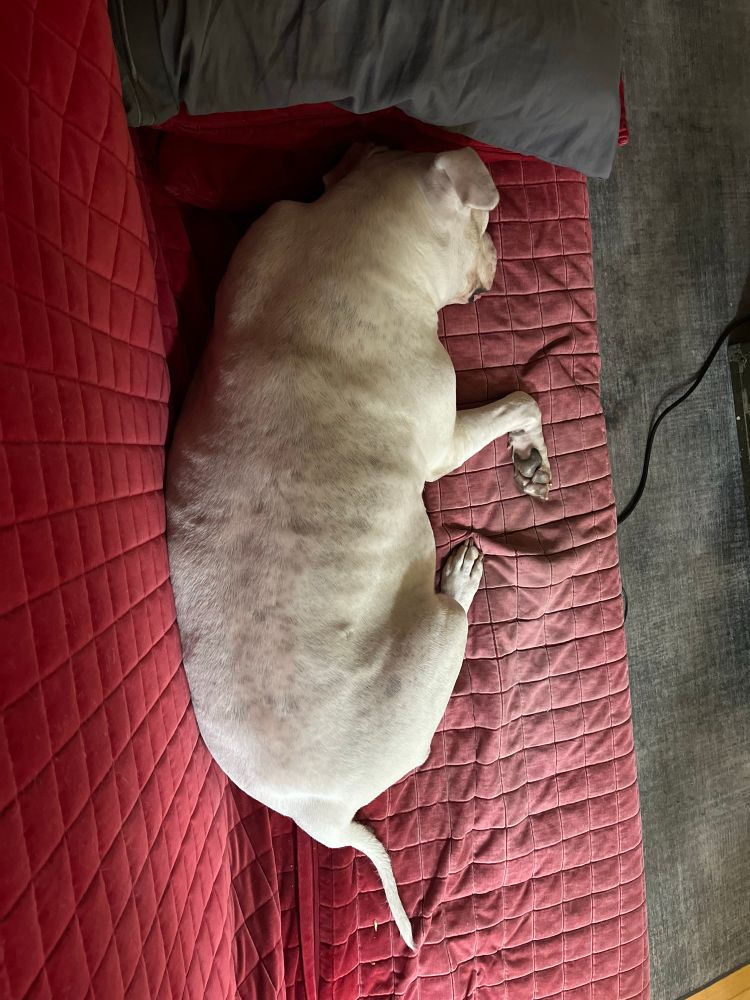 Large white dog laying on a red futon 