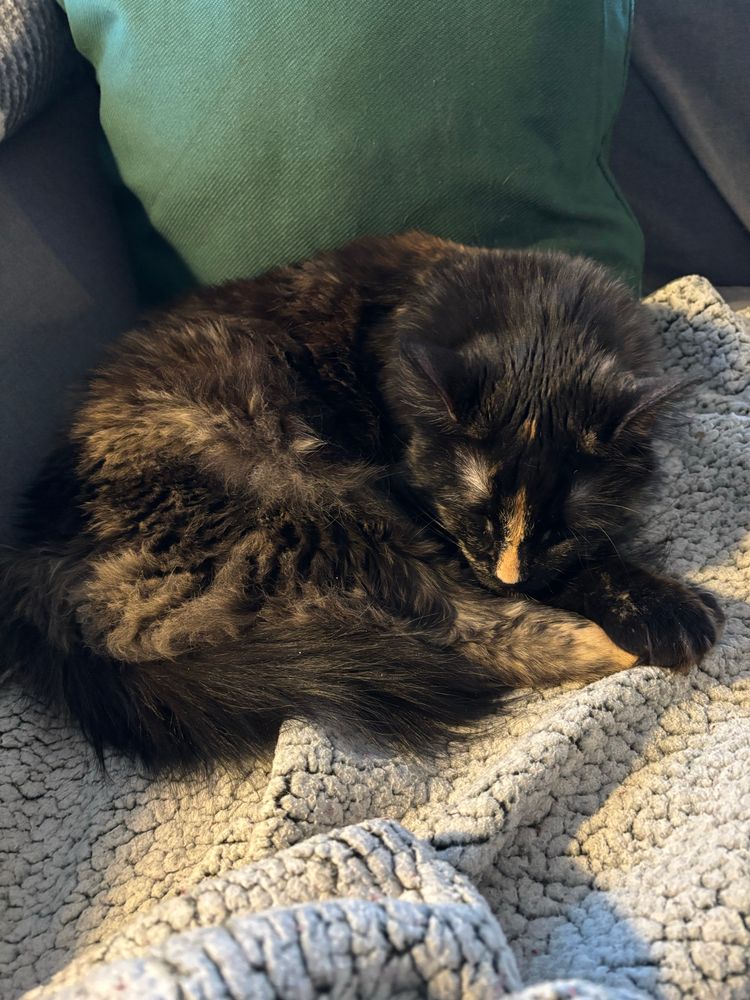 Alex napping - a teen tortoiseshell cat with an orange stripe down her nose 