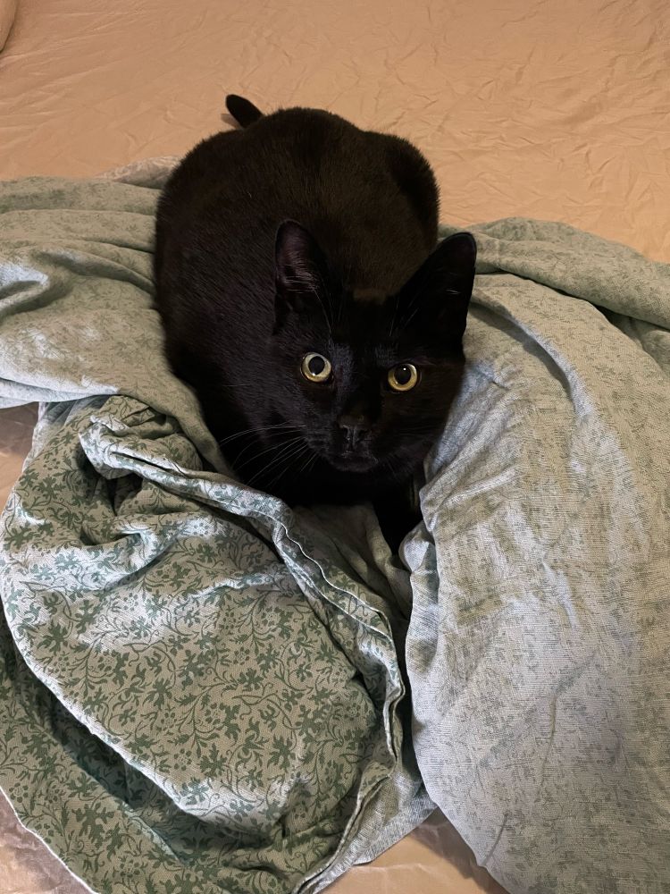 A black cat sits in the midst of a duvet cover, starting up at the person hold the phone with wide eyes. He has no intention of moving.