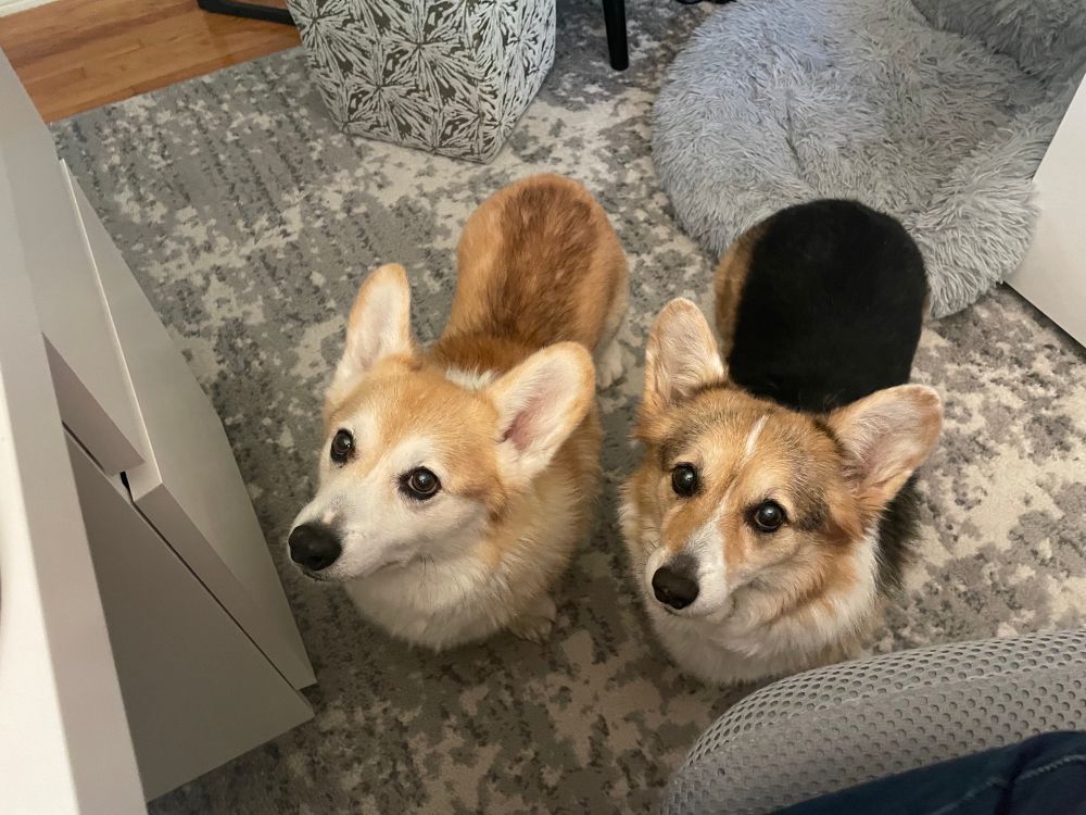 Two Corgis are waiting beside Mom’s desk until she stops working 
