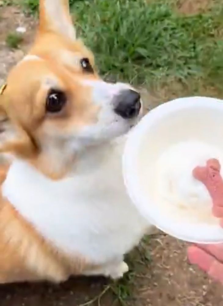 A Corgi looks on with great anticipation to her pup cup