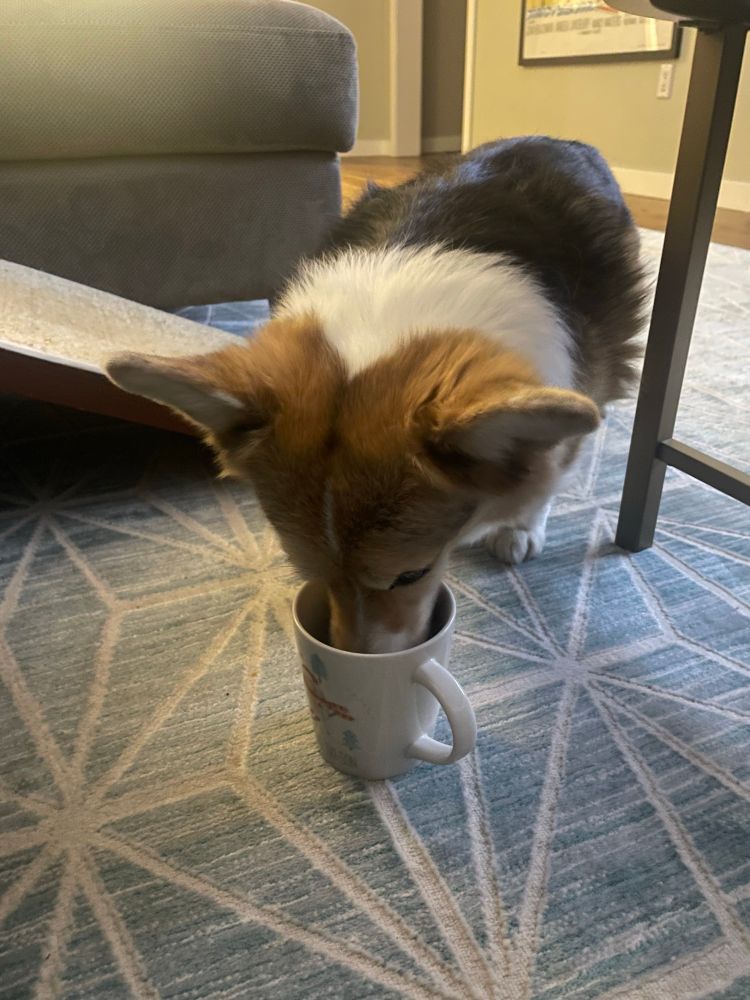 A Corgi drinks from a mug of tea