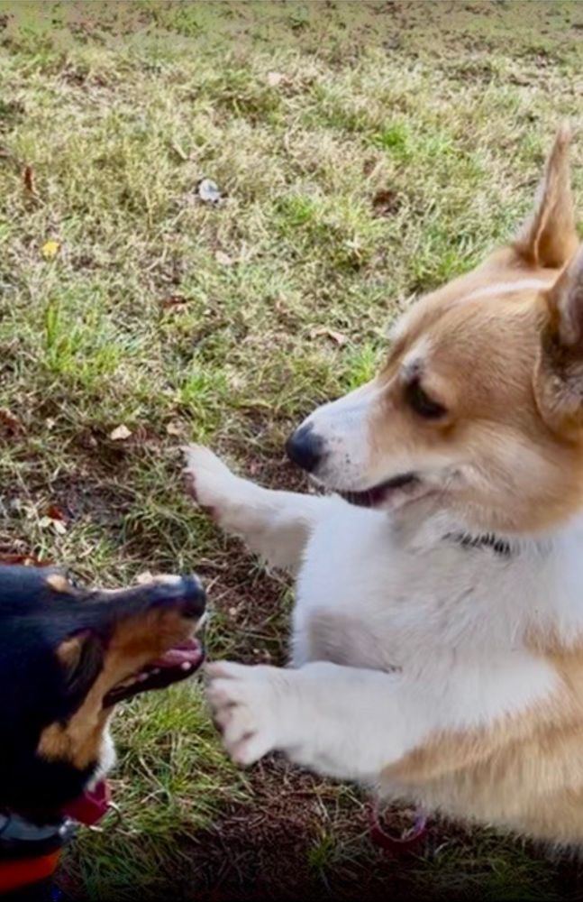 A Corgi throws up in hands to attach her fren Corgi, but it’s all in good fun