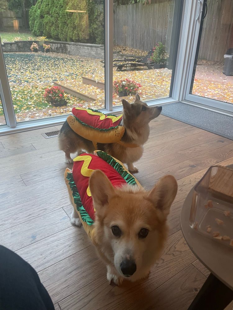 Two Corgis, dressed as hot dogs, wait for treats 
