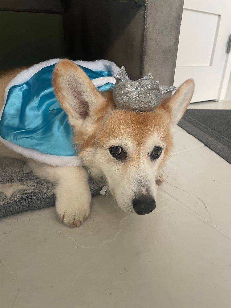 An unhappy Corgi sits in his bunker wearing and Ice Princess costume and he’s a BOY!!!