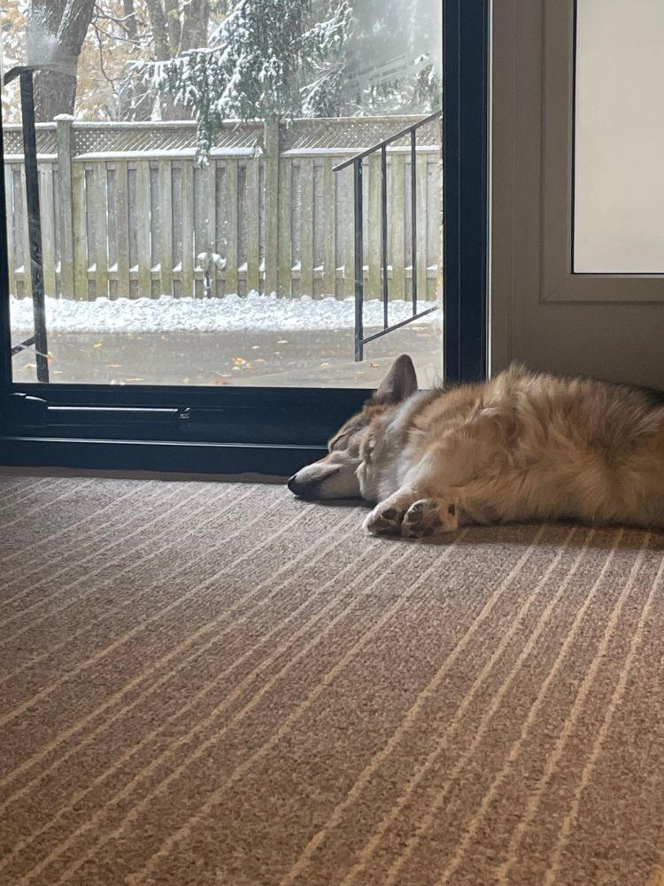 A Corgi sleeps on her side in front of a glass door looking out at the driveway 