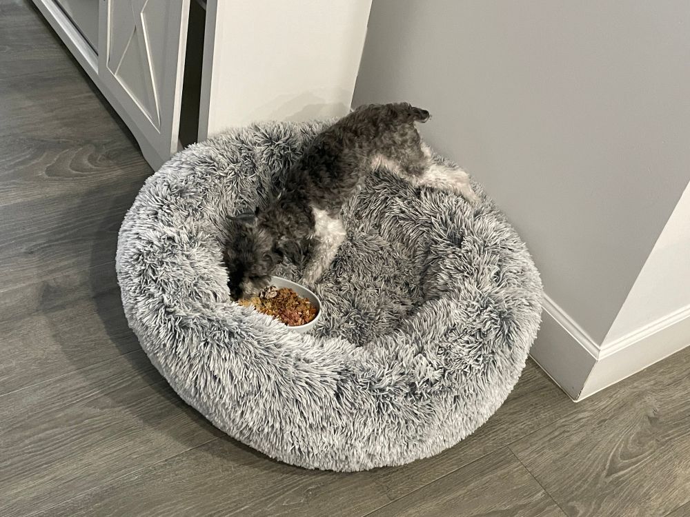 Dog with its feet on the wall while it eats hus food in his bed