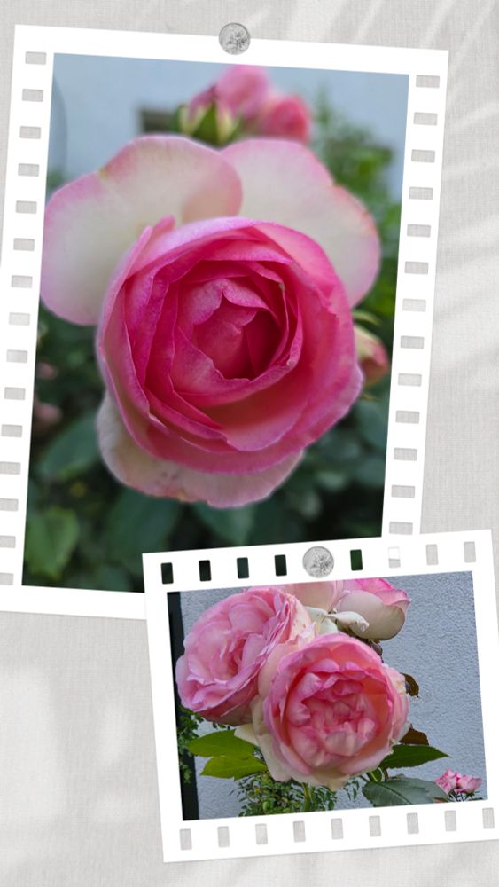 Zwei Photos mit rosa Rosenblüten an einer Hauswand.