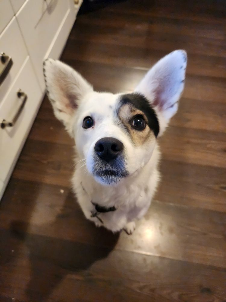 Hund der dasitzt und aufmerksam guckt weil er essen gerochen hat und auch was möchte. 