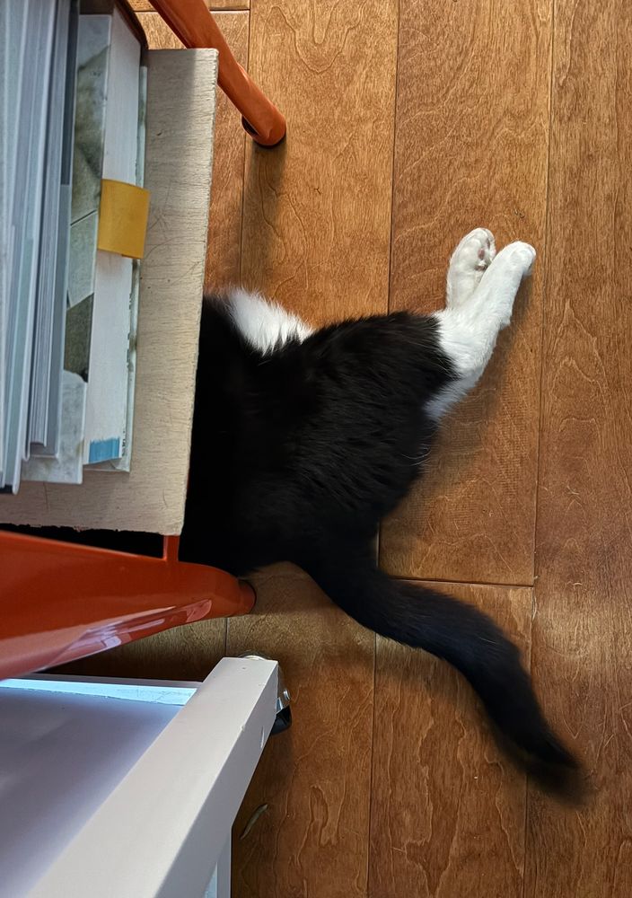Penny, a tuxedo cat, staying cool under the kitchen stool. Back paws exposed to remind me that she will want a snack soon.