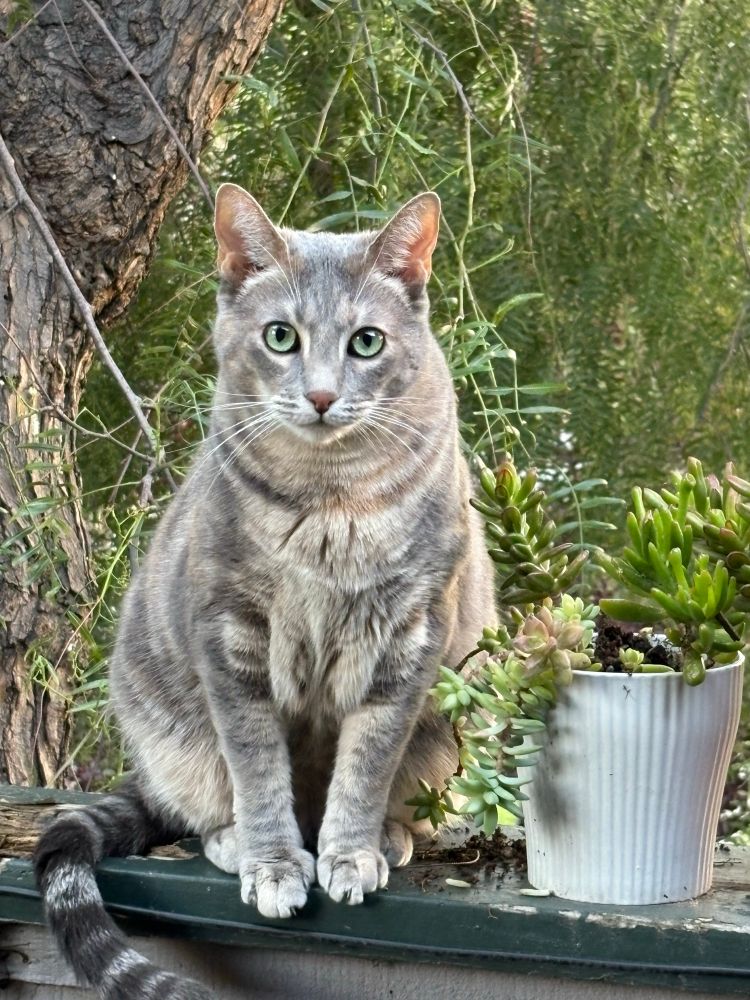 Grey tabby, Stella, sits next to white potted succulents.